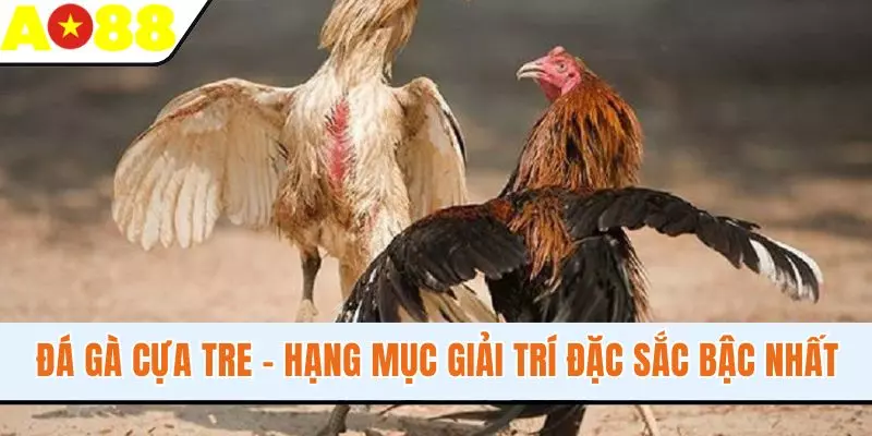 Đá Gà Cựa Tre - Hạng Mục Giải Trí Đặc Sắc Bậc Nhất Tại AO88