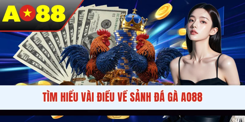 Tìm hiểu vài điều về sảnh đá gà AO88